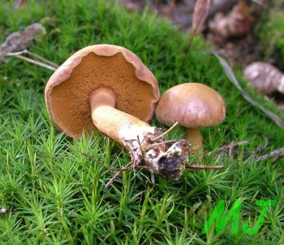 Hrib_peprny_Chalciporus_piperatus1.jpg