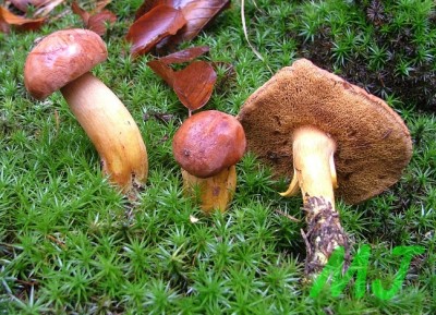Hrib_peprny_Chalciporus_piperatus2.jpg