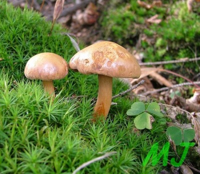 Hrib_peprny_Chalciporus_piperatus.jpg