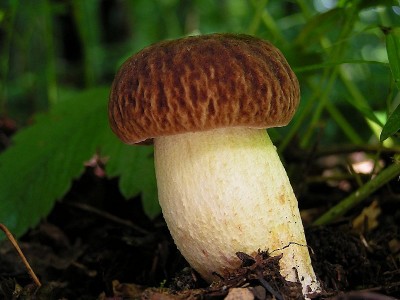 hrib_skvrnity001.jpg