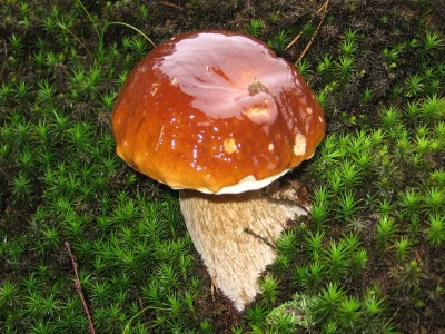 Hrib_ smrkovy_Boletus_edulis (1).jpg