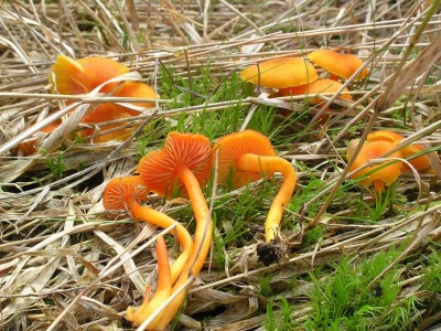 Hygrocybe_miniata.JPG