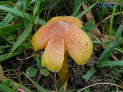 Hygrocybe persistens2.JPG
