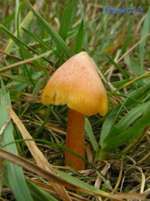 Hygrocybe persistens3.JPG