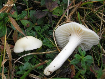 Hygrocybe_virginea2.JPG