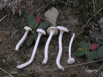 HYGROCYBE_VIRGINEA.JPG