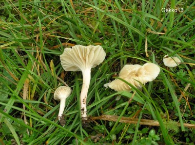 Hygrocybe_virginea_fuscescens.JPG