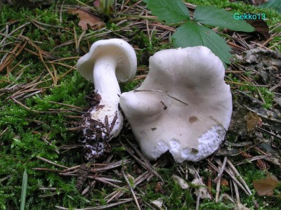 Hygrophorus_agathosmus.JPG