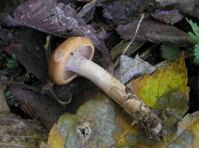 Hygrophorus_discoideus2.JPG