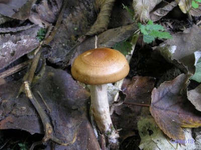 Hygrophorus_discoideus.JPG