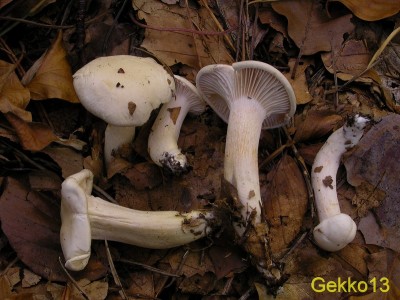 Hygrophorus discoxanthus2.JPG