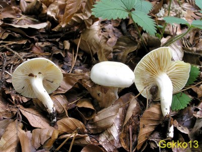 Hygrophorus discoxanthus.JPG