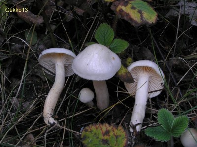 HYGROPHORUS_HEDRYCHII.JPG