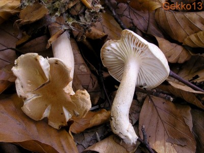 Hygrophorus_nemoreus.JPG