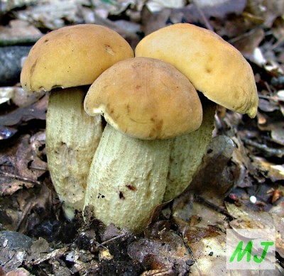 Kozk dubov - Leccinum crocipodium (16).jpg
