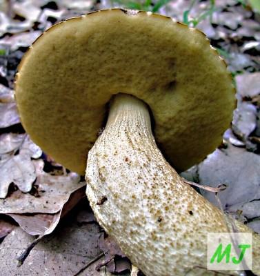 Kozk dubov - Leccinum crocipodium (7).jpg