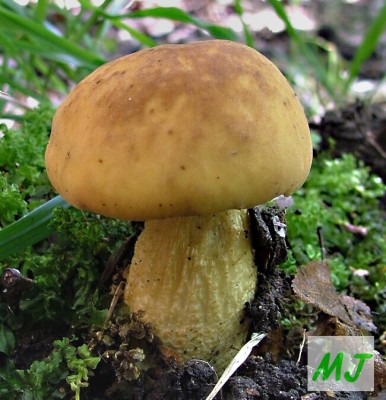 Kozk dubov - Leccinum crocipodium (9).jpg