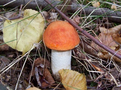 kre.osik-1.jpg