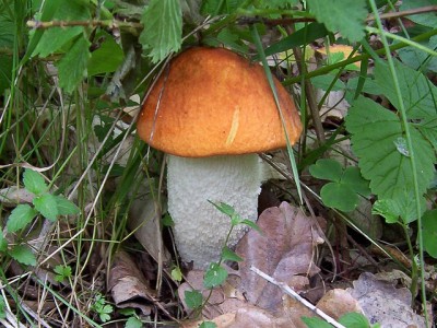kre.osik-3.jpg