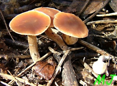 Krzatka_zimni_Tubaria hiemalis1.jpg