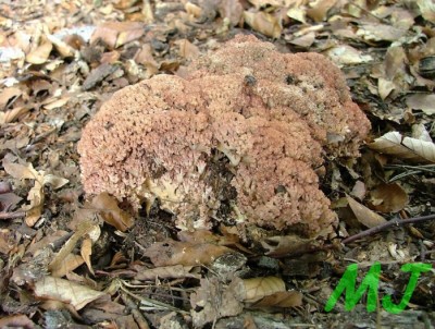 Kuratka_kvetakova_Ramaria botrytis (1).jpg