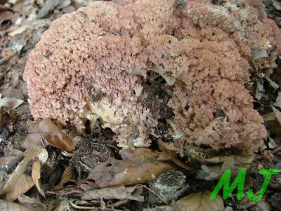 Kuratka_kvetakova_Ramaria botrytis (2).jpg