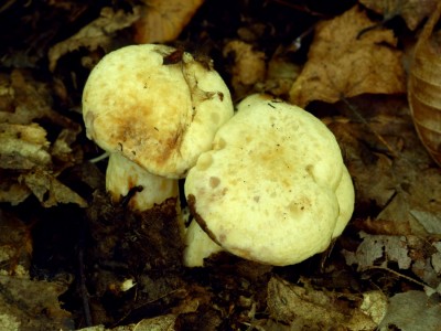 lactariusflavidus1.jpg