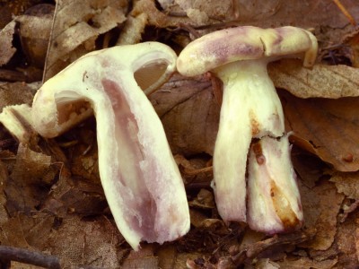 lactariusflavidus2.jpg