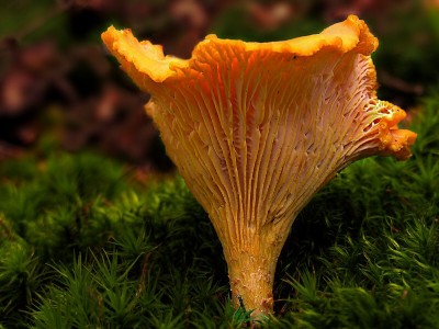 liska_obecna.jpg