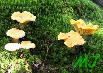 Liska_obecna - Cantharellus cibarius1.jpg