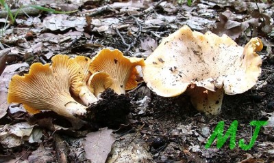 Liska_obecna - Cantharellus cibarius.jpg