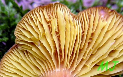 Lupenoprka ervenolut - Phylloporus pelletieri (3).jpg