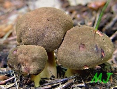 Lupenoprka ervenolut - Phylloporus pelletieri (8).jpg