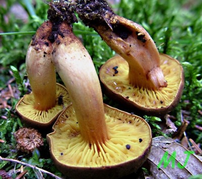 Lupenoprka ervenolut - Phylloporus pelletieri (9).jpg