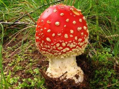 muchomurka_cervena_135[1].jpg