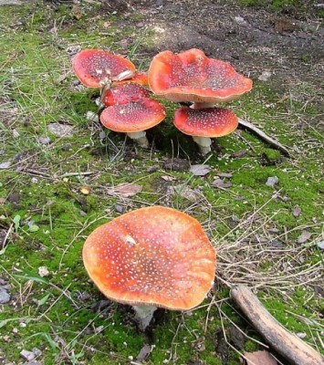 Muchomurka_cervena_Amanita_muscaria1.jpg