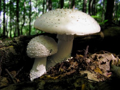 muchomurka_jezohlava003.jpg