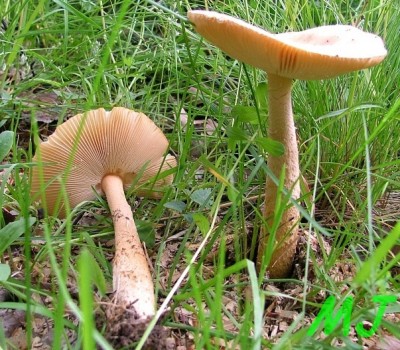 Muchomurka_safranova_Amanita_crocea1.jpg