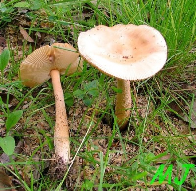 Muchomurka_safranova_Amanita_crocea.jpg