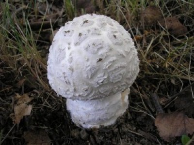 muchomurka_siskovita.jpg