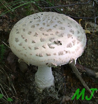 Muchomurka_siskovita_Amanita_strobiliformis (1).jpg