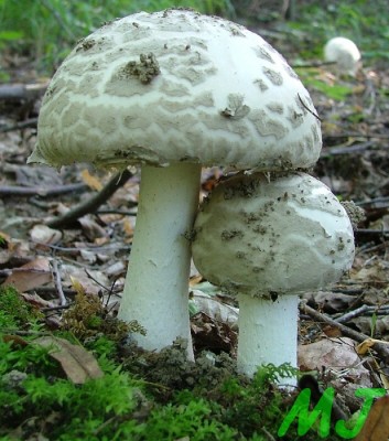 Muchomurka_siskovita_Amanita_strobiliformis (2).jpg