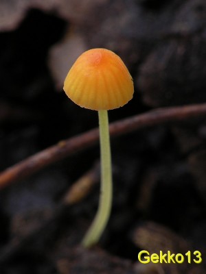 Mycena_acicula2.JPG