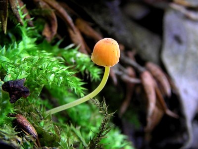 Mycena_acicula.JPG