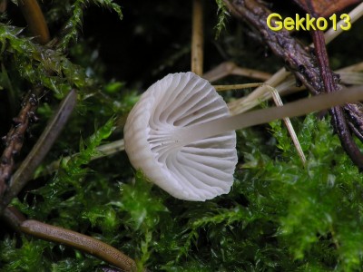 Mycena_cinerella4.JPG