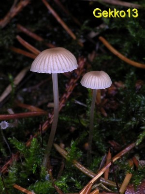 Mycena_cinerella6.jpg
