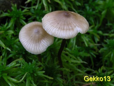 Mycena_cinerella.JPG