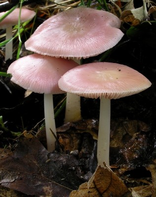 Mycena rosea1.jpg