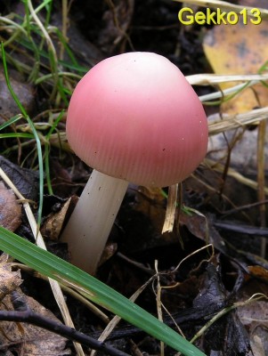 Mycena_rosea3.jpg