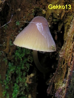 Mycena_viridimarginata2.JPG